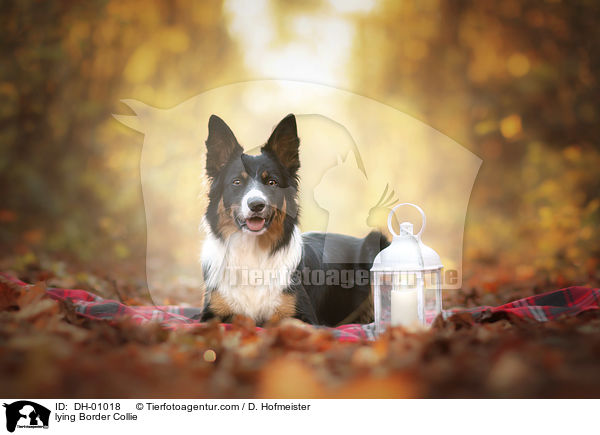 liegender Border Collie / lying Border Collie / DH-01018