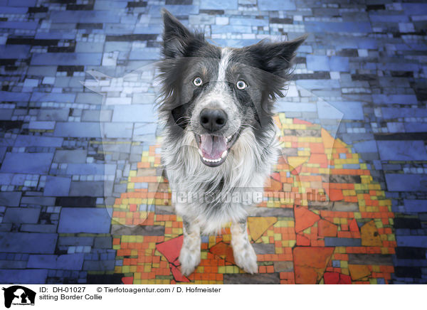 sitzender Border Collie / sitting Border Collie / DH-01027