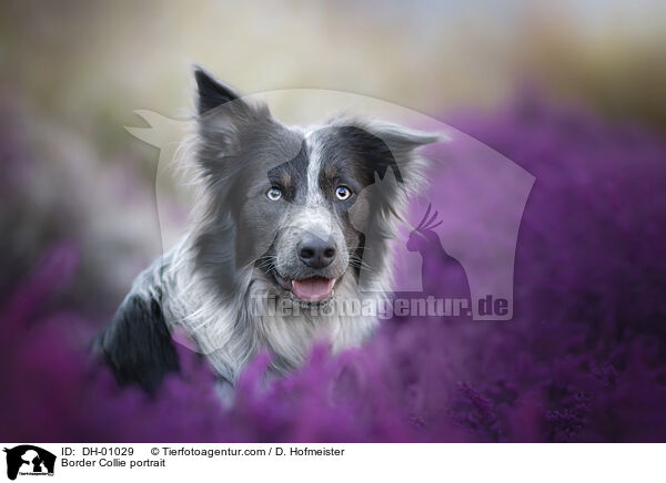 Border Collie Portrait / Border Collie portrait / DH-01029