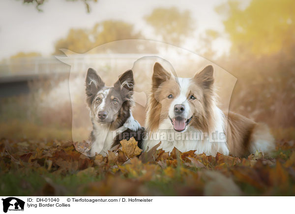 liegende Border Collies / lying Border Collies / DH-01040