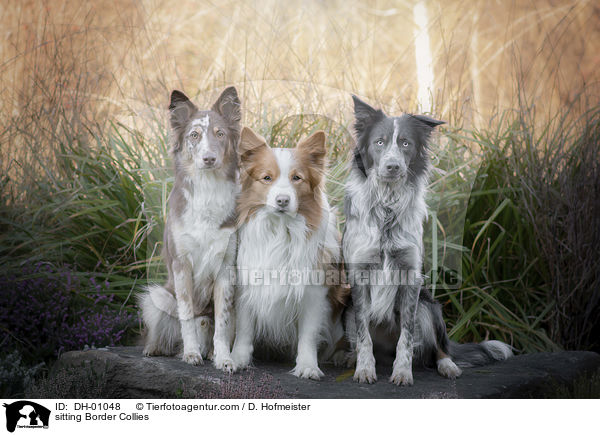 sitting Border Collies / DH-01048