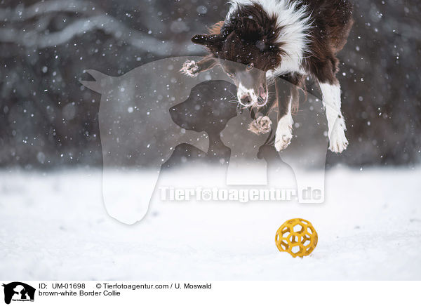 braun-weier Border Collie / brown-white Border Collie / UM-01698