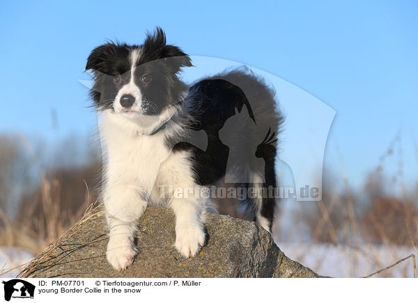 junger Border Collie im Schnee / young Border Collie in the snow / PM-07701