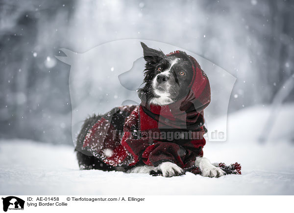 liegender Border Collie / lying Border Collie / AE-01458