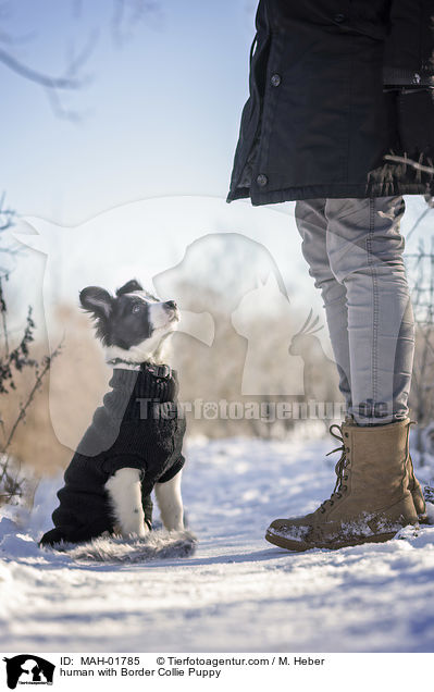 Mensch mit Border Collie Welpe / human with Border Collie Puppy / MAH-01785