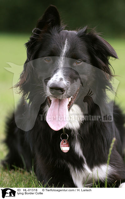 liegender Border Collie / lying Border Collie / HL-01318