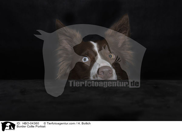 Border Collie Portrait / Border Collie Portrait / HBO-04360