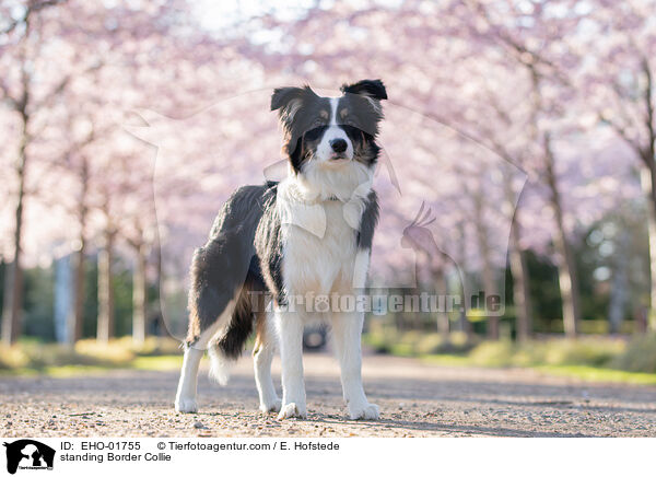 standing Border Collie / EHO-01755