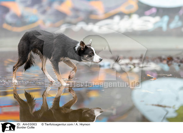 Border Collie / Border Collie / AH-03063