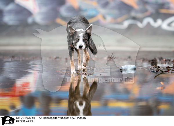 Border Collie / Border Collie / AH-03065