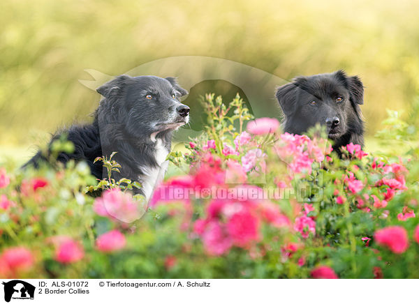 2 Border Collies / 2 Border Collies / ALS-01072