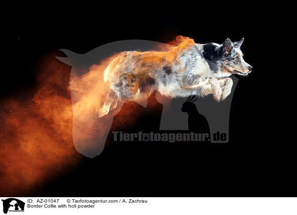 Border Collie mit Holi Pulver / Border Collie with holi powder / AZ-01047