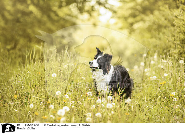 Border Collie / Border Collie / JAM-01700
