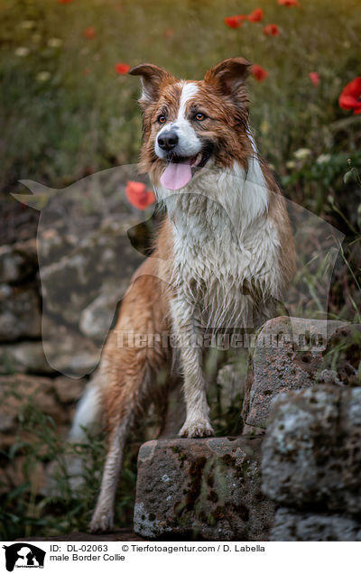 Border Collie Rde / male Border Collie / DL-02063