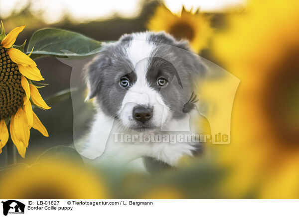 Border Collie Welpe / Border Collie puppy / LB-01827