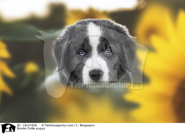 Border Collie Welpe / Border Collie puppy / LB-01828