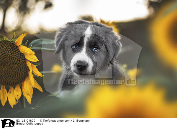 Border Collie Welpe / Border Collie puppy / LB-01829