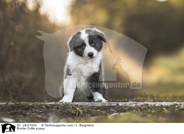 Border Collie Welpe / Border Collie puppy / LB-01834