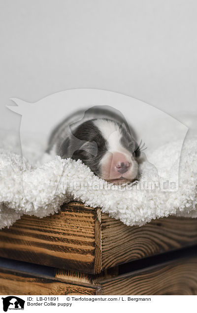 Border Collie Welpe / Border Collie puppy / LB-01891