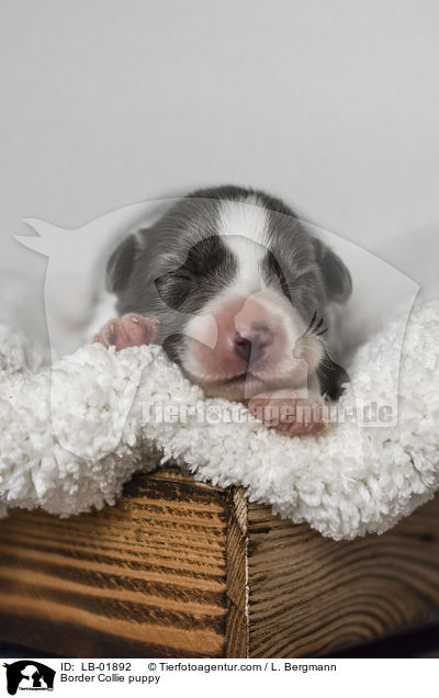 Border Collie Welpe / Border Collie puppy / LB-01892