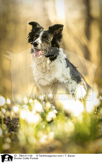 Border Collie Portrait / Border Collie Portrait / TBA-01139
