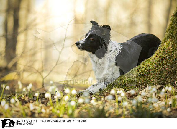 Border Collie / Border Collie / TBA-01143