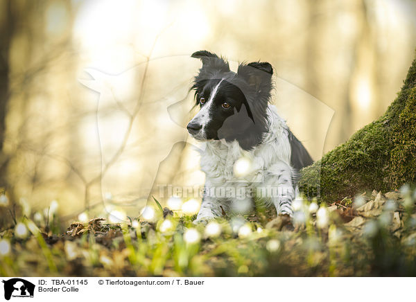 Border Collie / Border Collie / TBA-01145