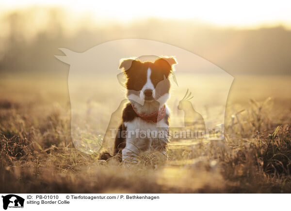 sitzender Border Collie / sitting Border Collie / PB-01010