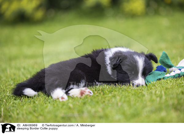 schlafender Border Collie Welpe / sleeping Border Collie puppy / AM-06969
