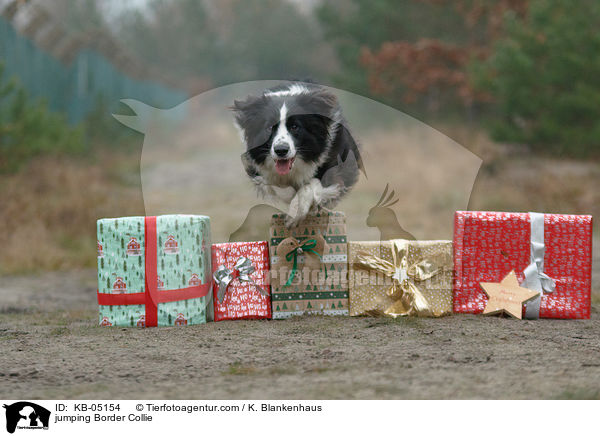springender Border Collie / jumping Border Collie / KB-05154