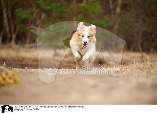 spielender Border Collie / playing Border Collie / KB-05184