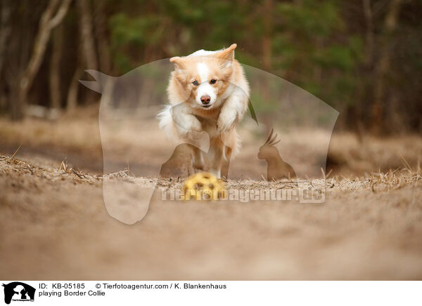 spielender Border Collie / playing Border Collie / KB-05185