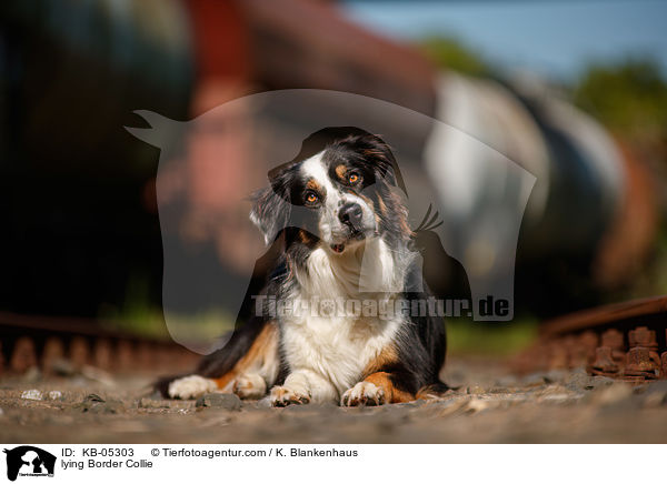 liegender Border Collie / lying Border Collie / KB-05303