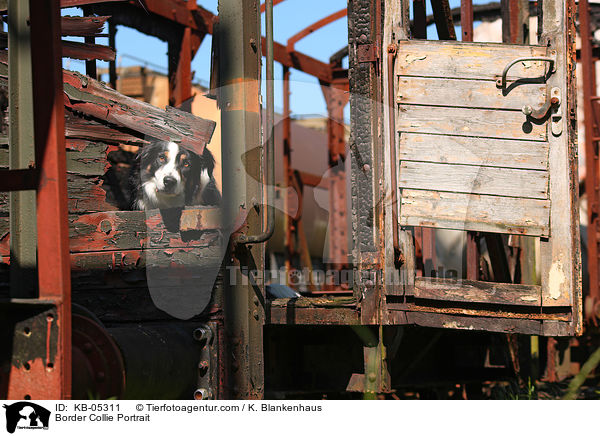 Border Collie Portrait / Border Collie Portrait / KB-05311