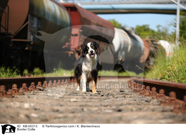 Border Collie / Border Collie / KB-05313