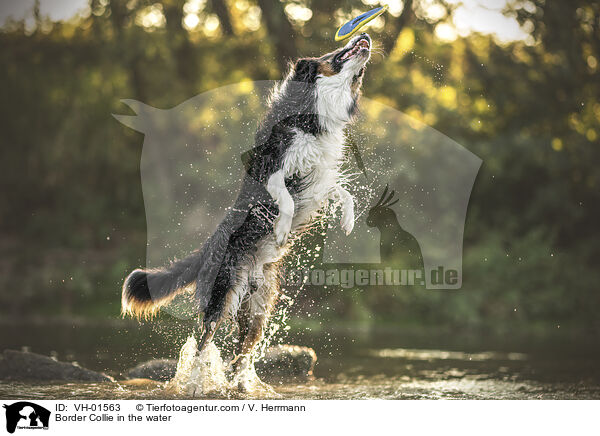 Border Collie im Wasser / Border Collie in the water / VH-01563