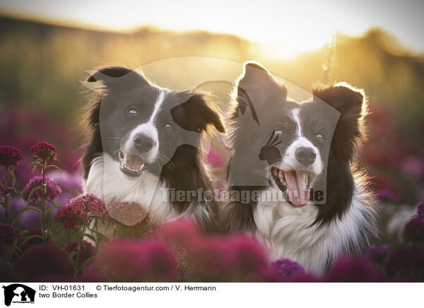 zwei Border Collies / two Border Collies / VH-01631