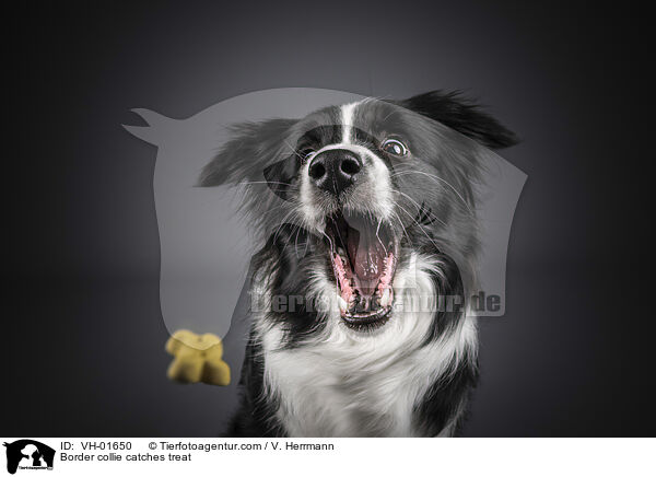 Border Collie fngt Leckerli / Border collie catches treat / VH-01650