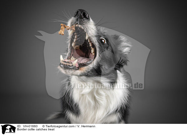 Border collie catches treat / VH-01660