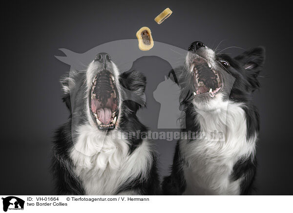 two Border Collies / VH-01664