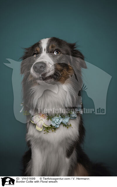 Border Collie mit Blumenkranz / Border Collie with Floral wreath / VH-01699