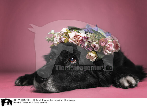 Border Collie mit Blumenkranz / Border Collie with floral wreath / VH-01700