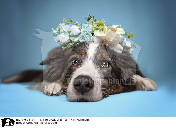 Border Collie mit Blumenkranz / Border Collie with floral wreath / VH-01701