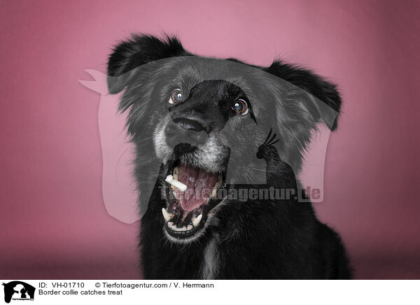 Border Collie fngt Leckerli / Border collie catches treat / VH-01710