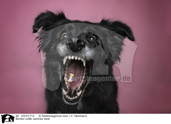 Border Collie fngt Leckerli / Border collie catches treat / VH-01712