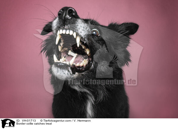 Border Collie fngt Leckerli / Border collie catches treat / VH-01713