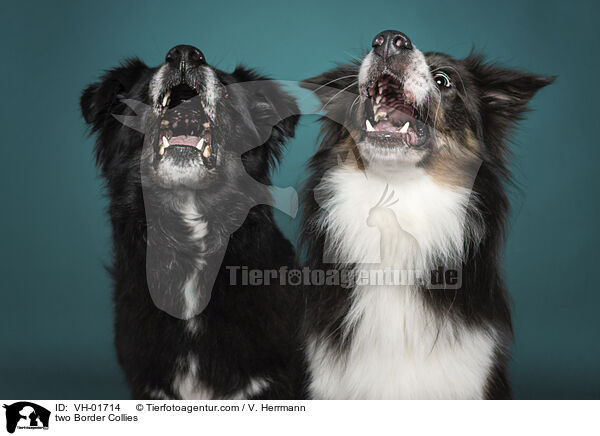 zwei Border Collies / two Border Collies / VH-01714