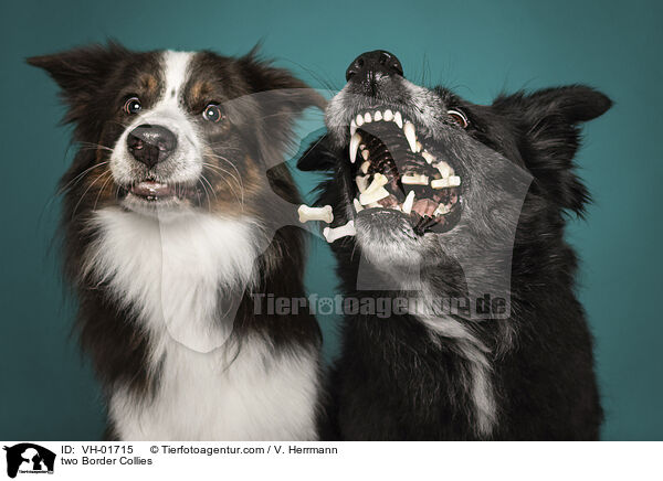 two Border Collies / VH-01715