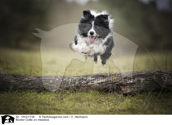 Border Collie on meadow / VH-01738
