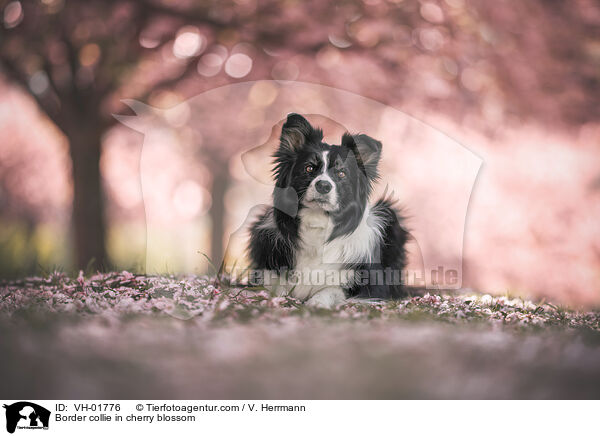 Border Collie in der Kirschblte / Border collie in cherry blossom / VH-01776